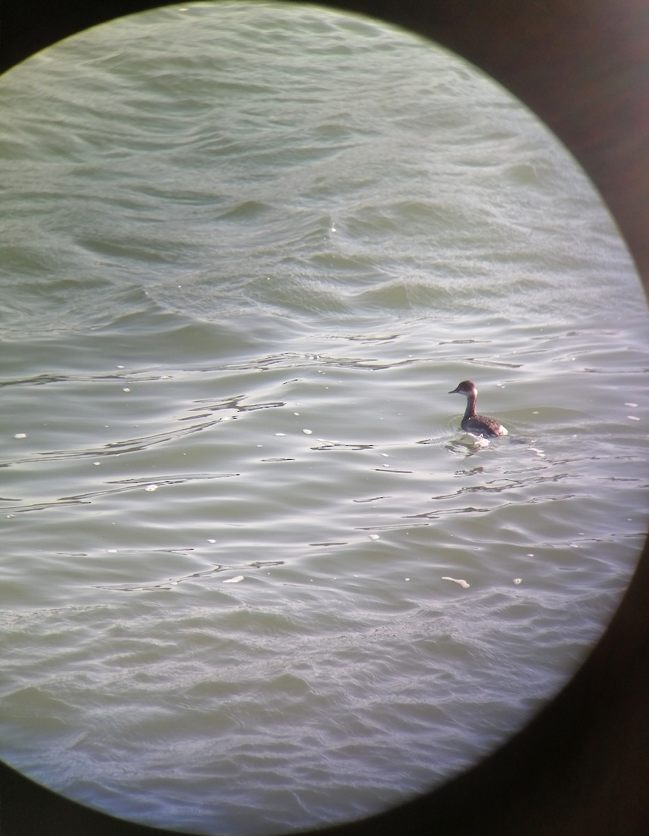 Eared Grebe - ML645637876