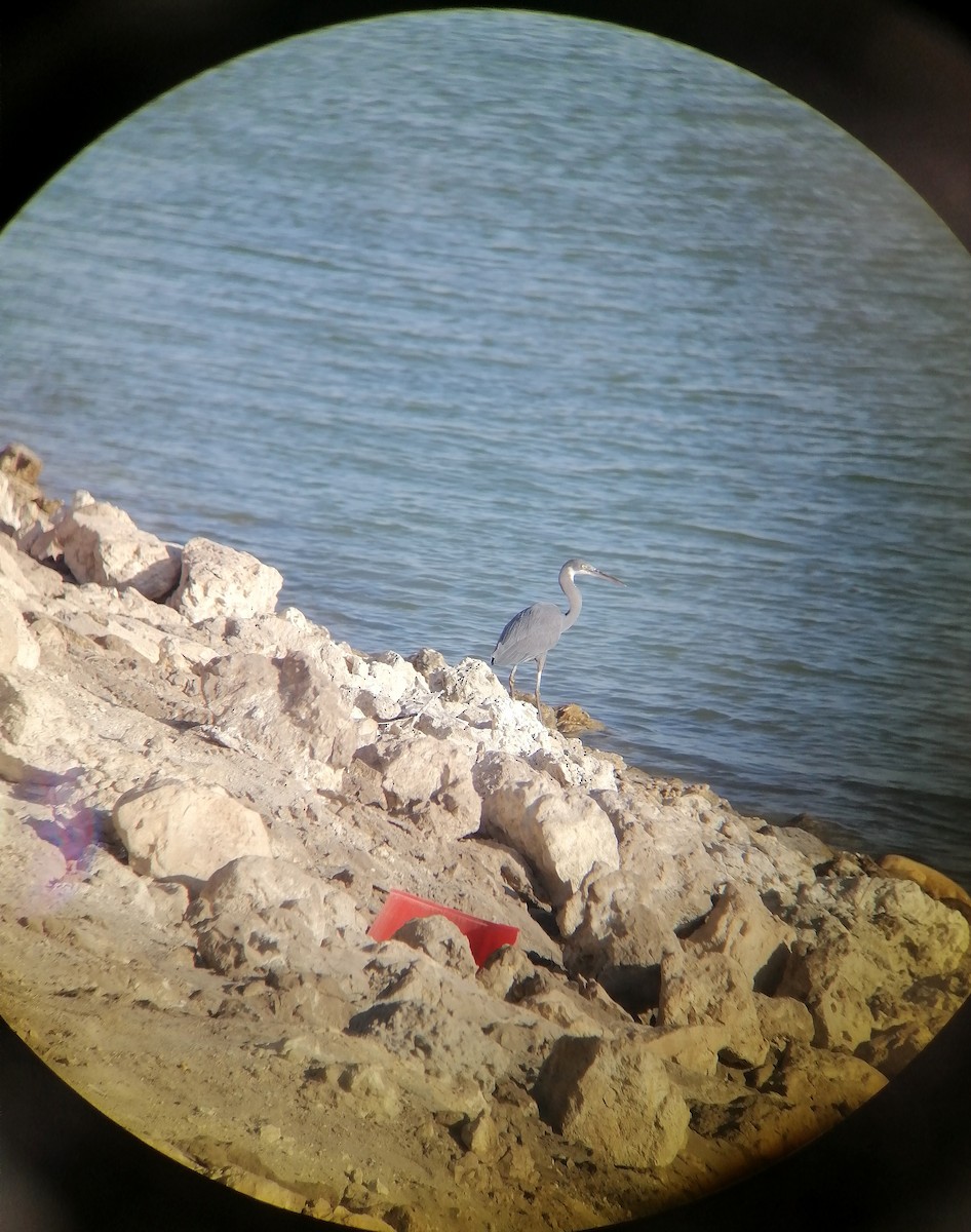Western Reef-Heron - ML645637877