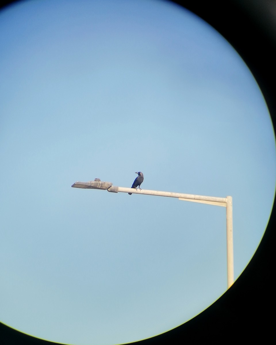 House Crow - ML645637878