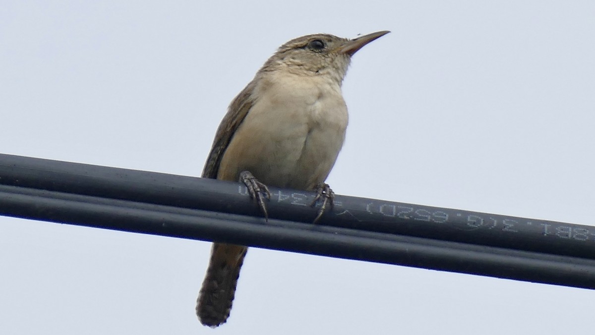 Southern House Wren - ML645637892