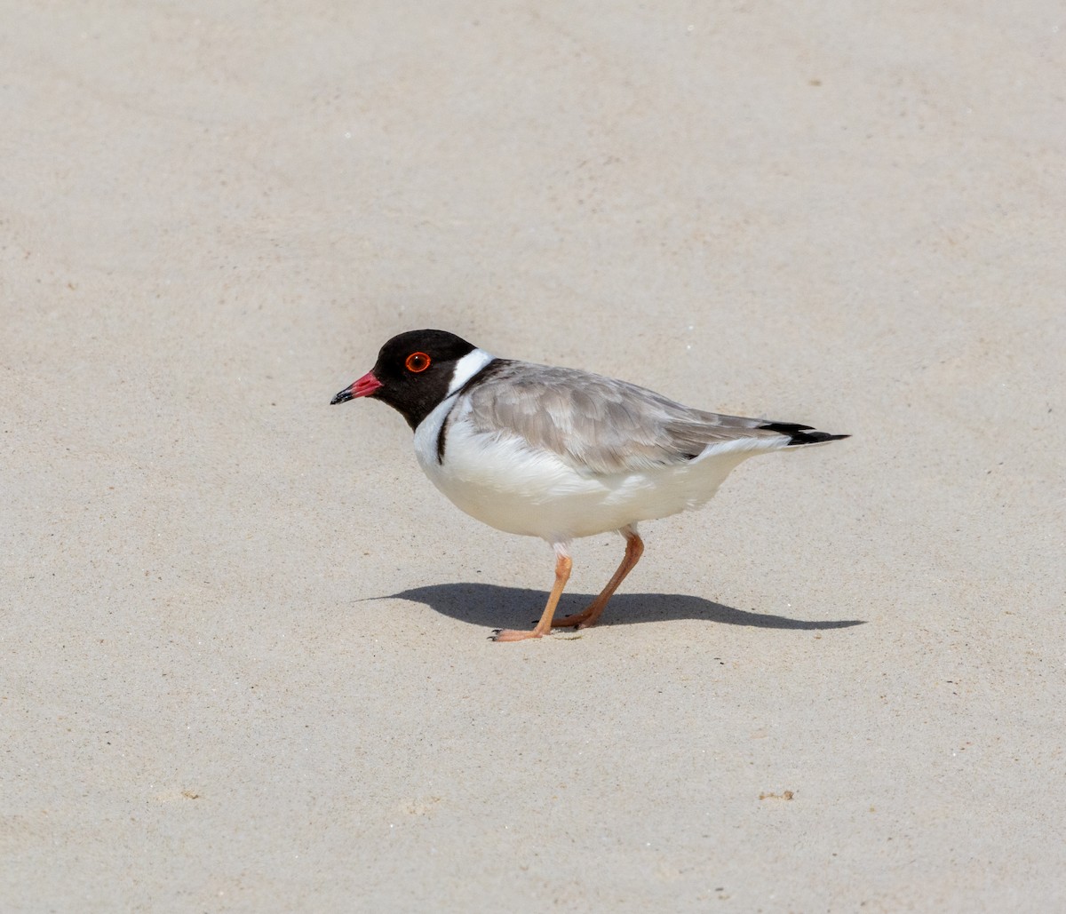 Hooded Plover - ML645637897