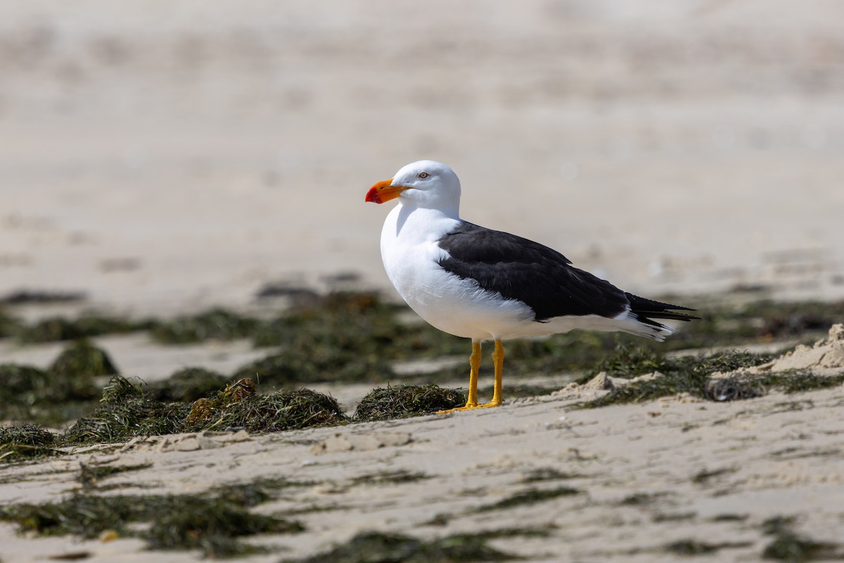 Pacific Gull - ML645637899
