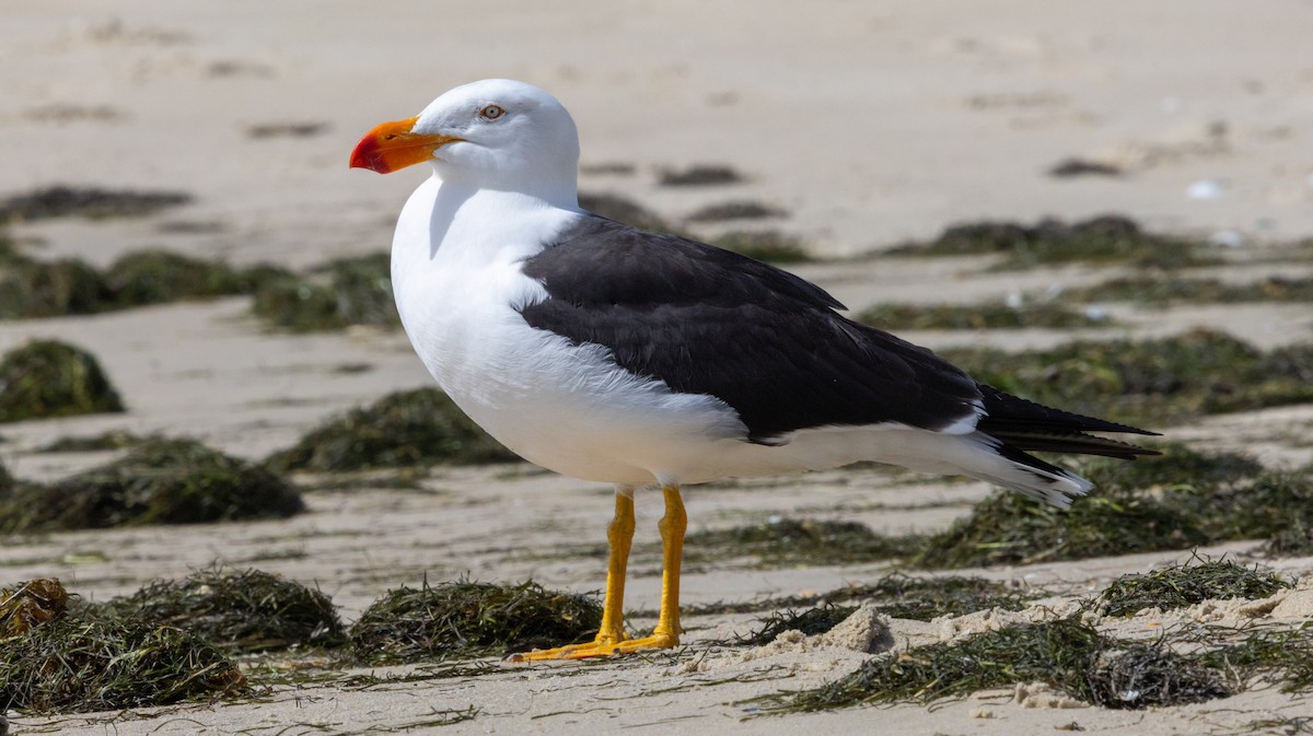 Pacific Gull - ML645637900