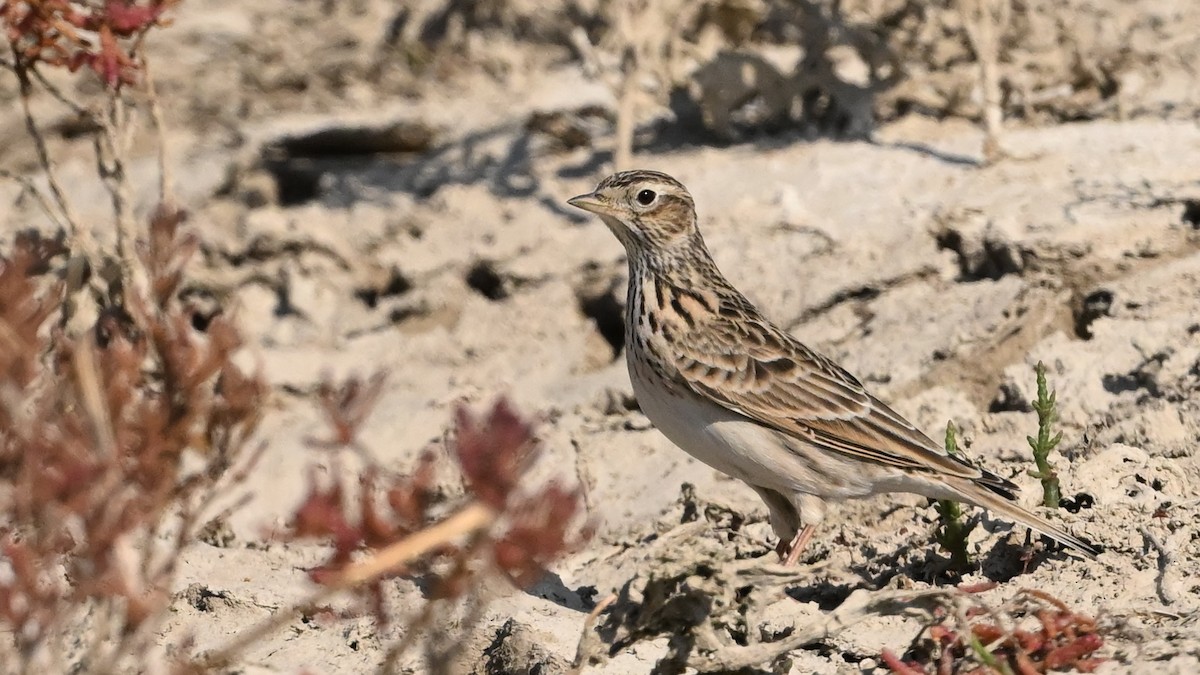 Alouette des champs - ML645637901