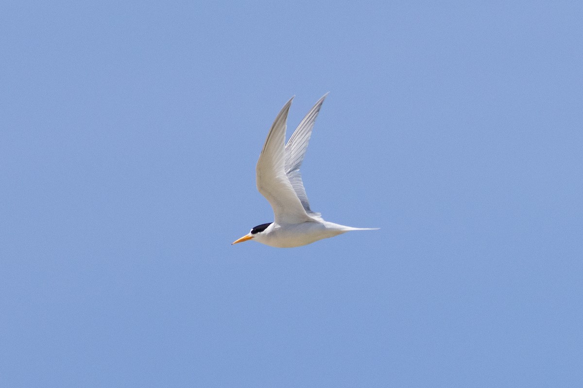 Australian Fairy Tern - ML645637902