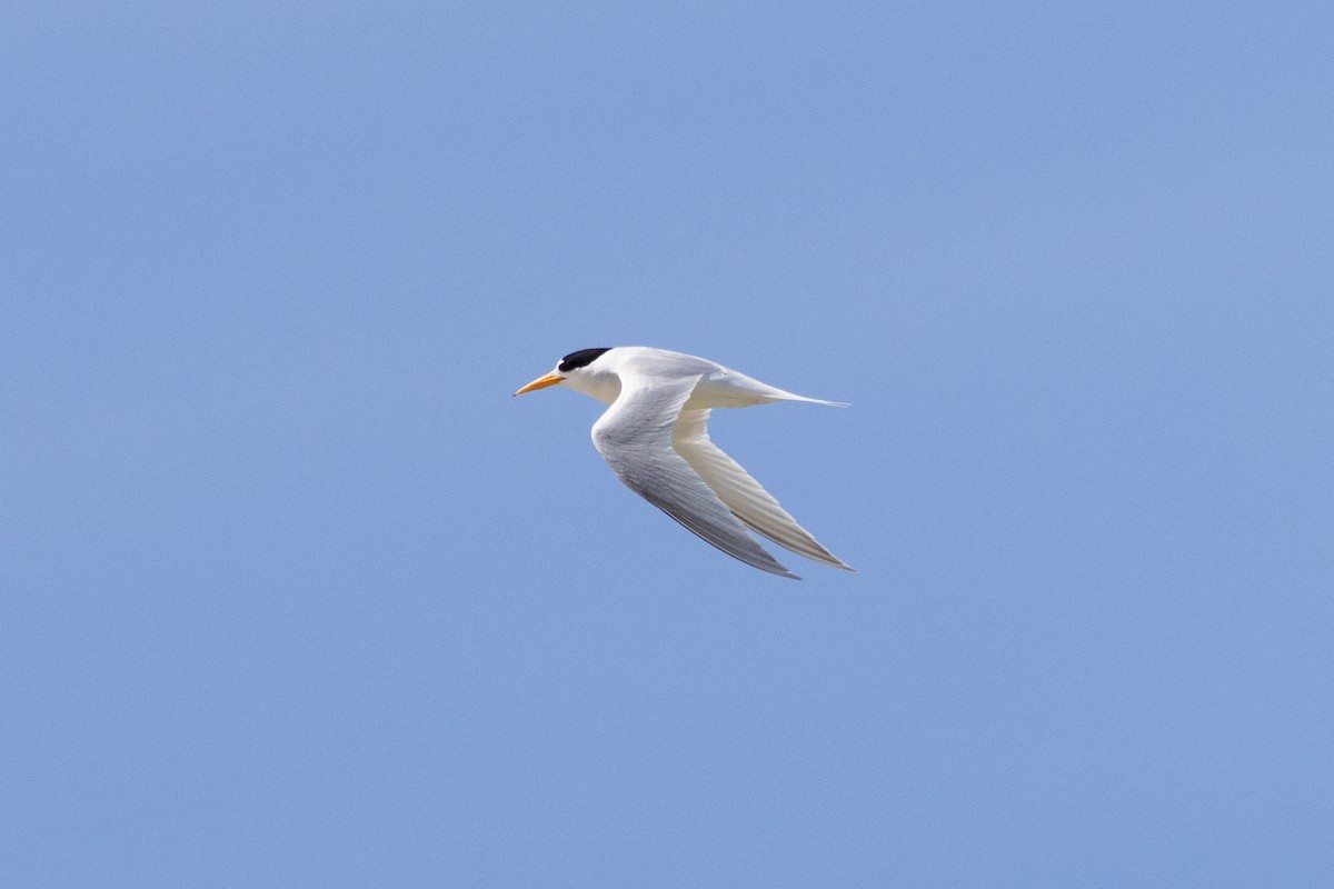 Australian Fairy Tern - ML645637903