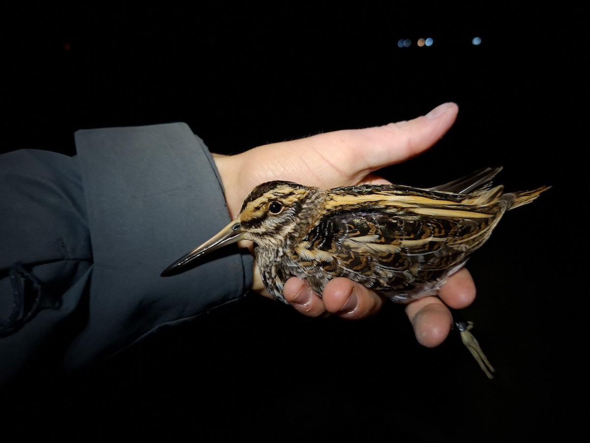 Jack Snipe - ML645637909