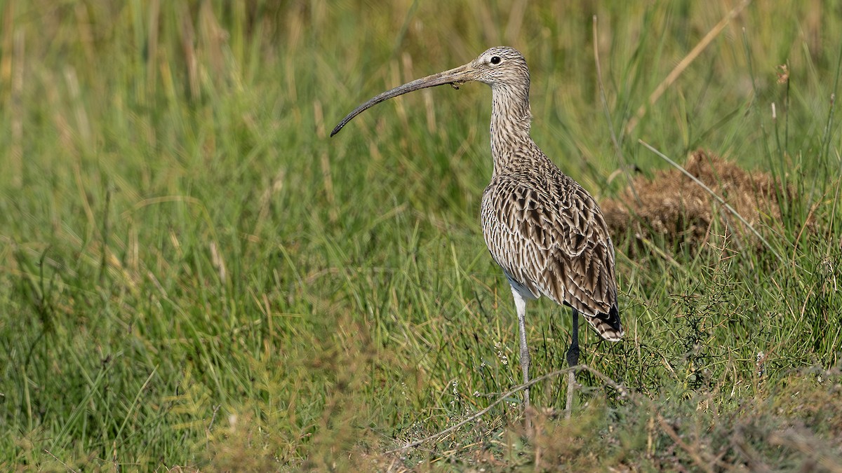 Courlis cendré - ML645637912