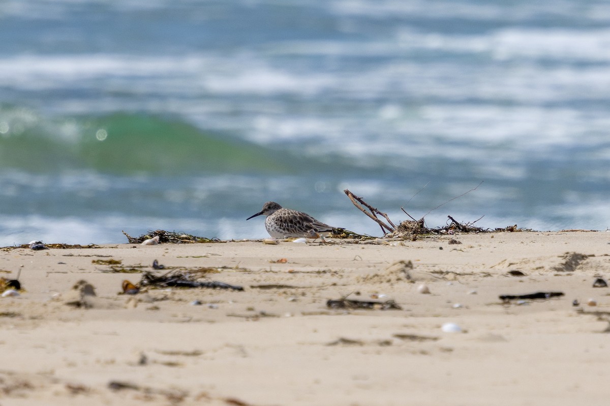 Great Knot - ML645637914