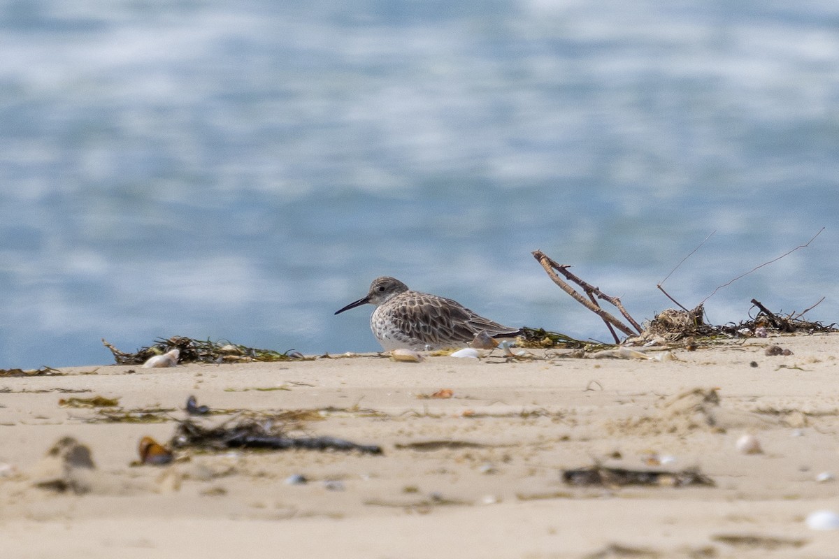 Great Knot - ML645637915