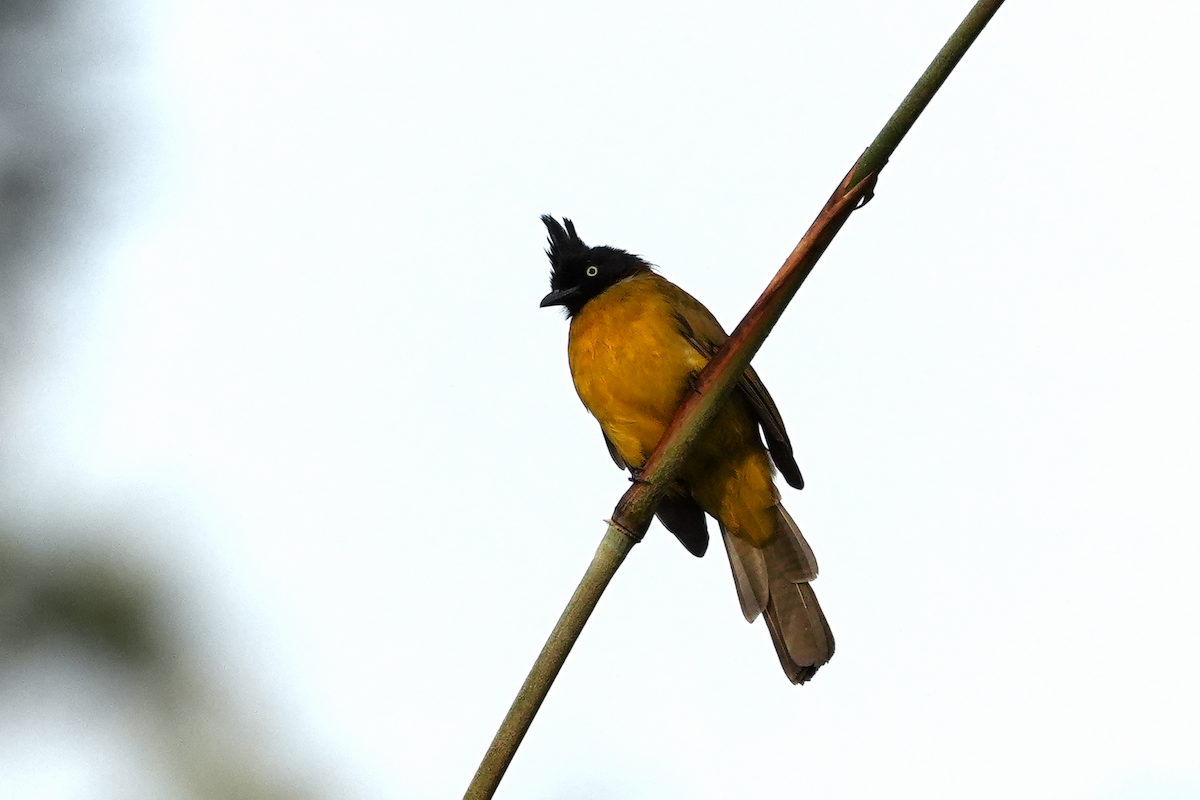 Black-crested Bulbul - ML645637916