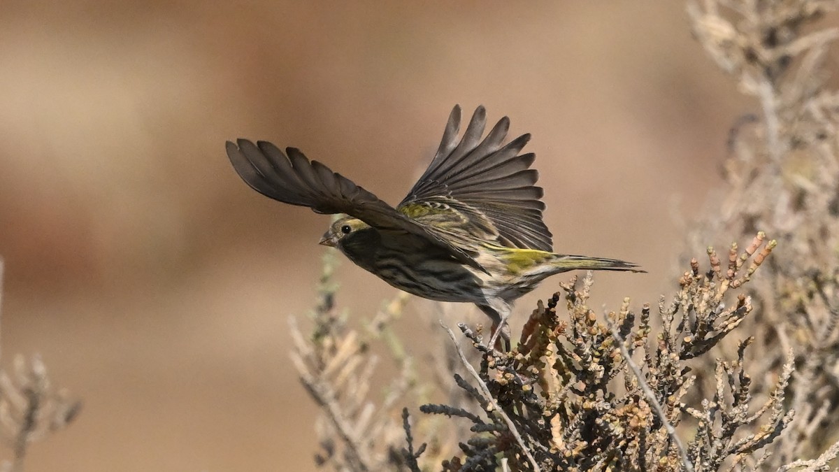 European Serin - ML645637918