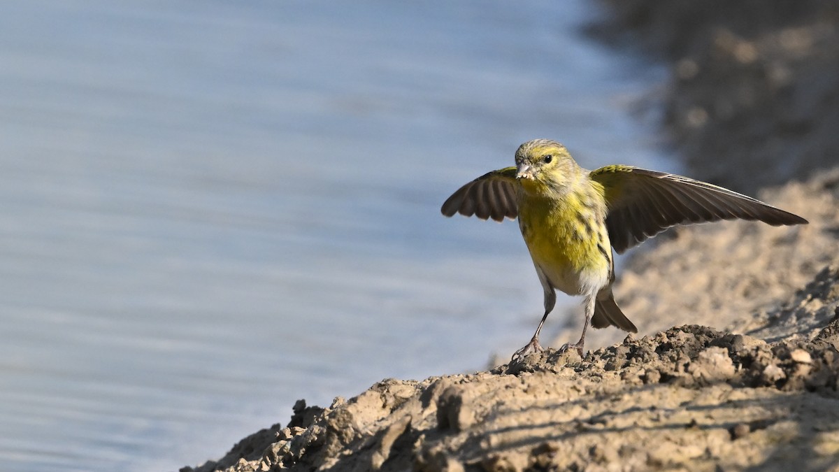 European Serin - ML645637919