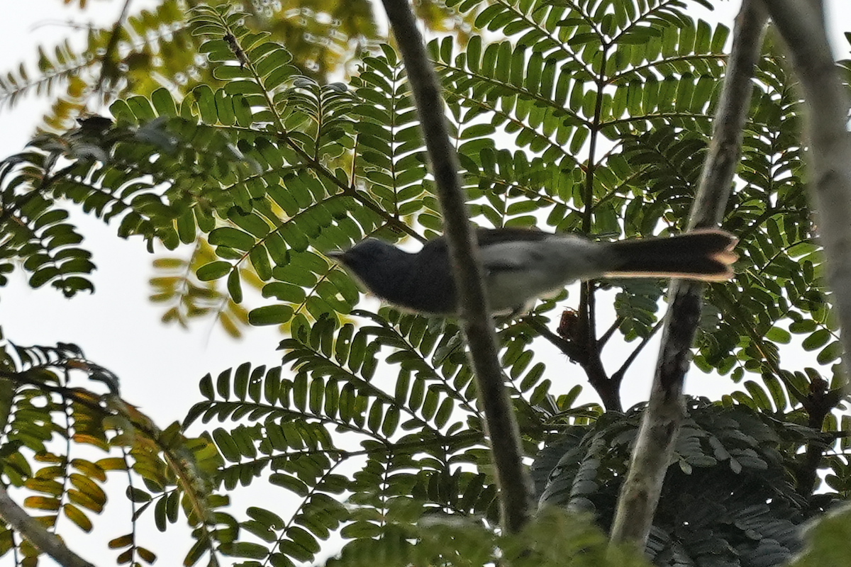 黑枕藍鶲 - ML645637920
