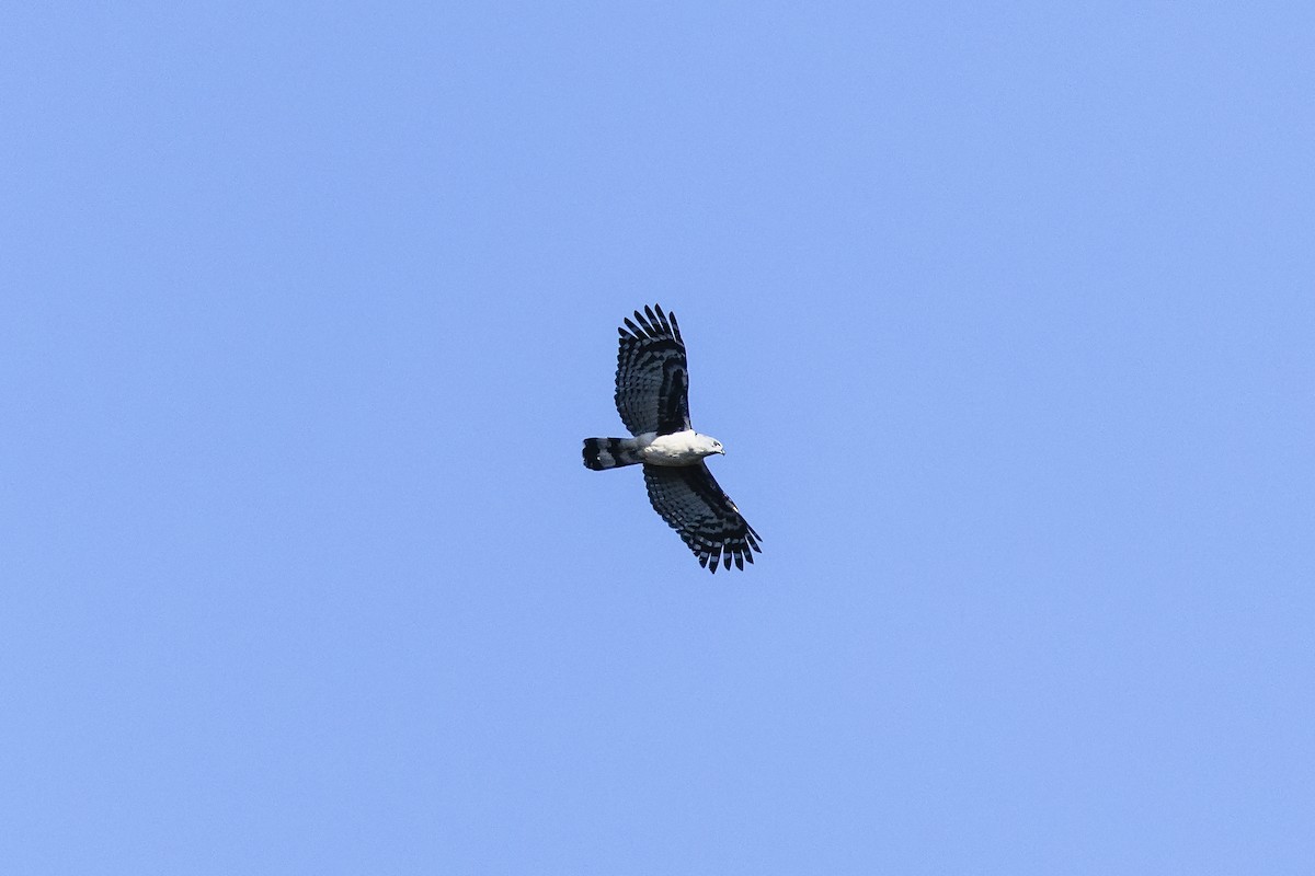 Gray-headed Kite - ML645637921