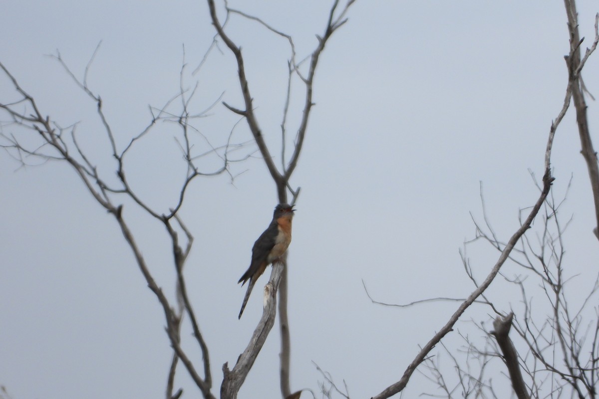 Fan-tailed Cuckoo - ML645637922