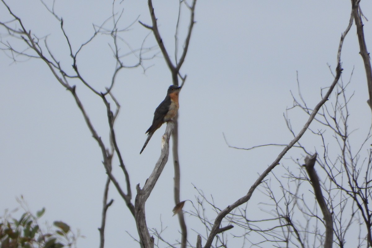Fan-tailed Cuckoo - ML645637923