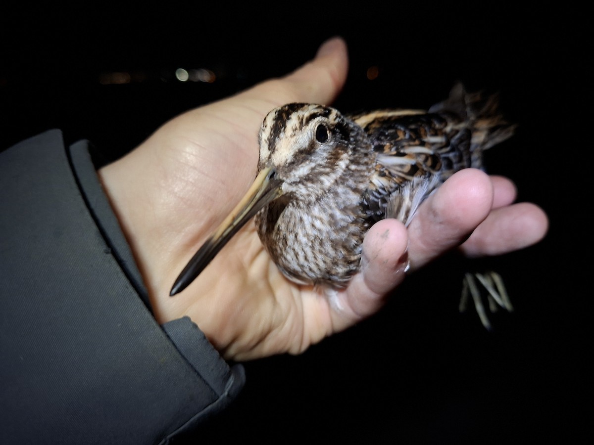 小鷸 - ML645637924