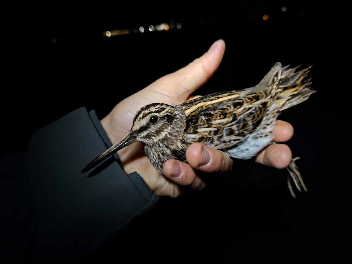 小鷸 - ML645637925