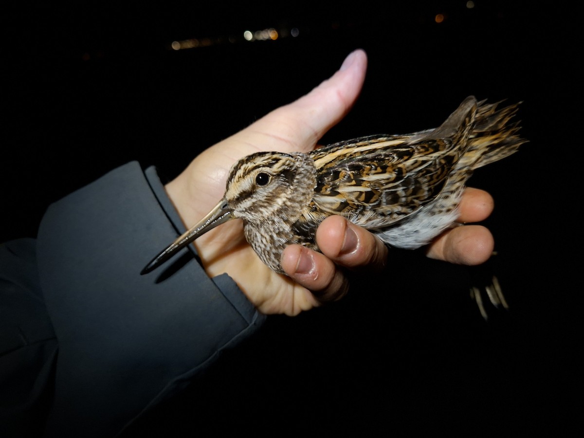 小鷸 - ML645637926