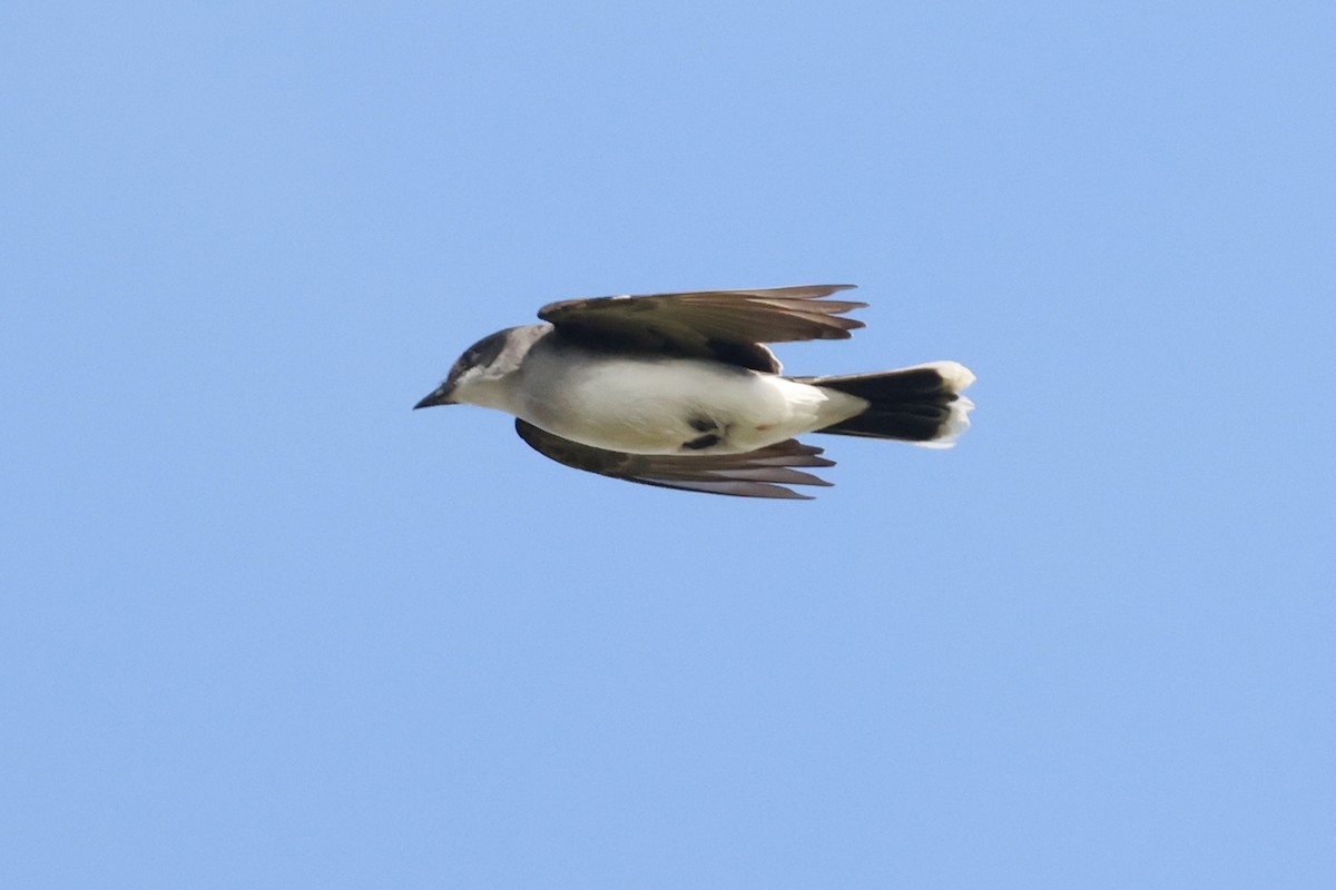 Eastern Kingbird - ML645637927