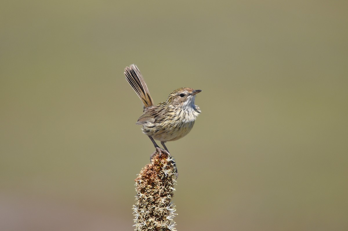 Striated Fieldwren - ML645637928