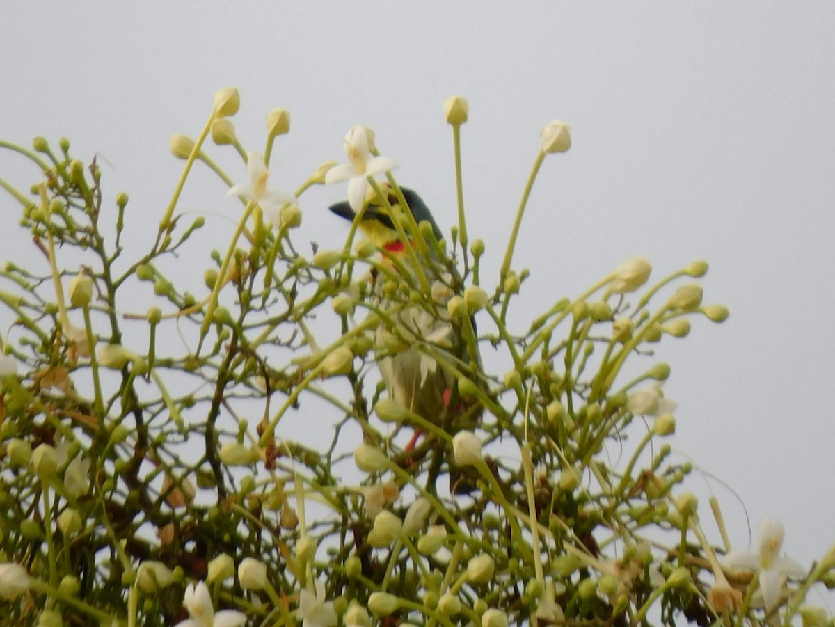 Coppersmith Barbet - ML645637929