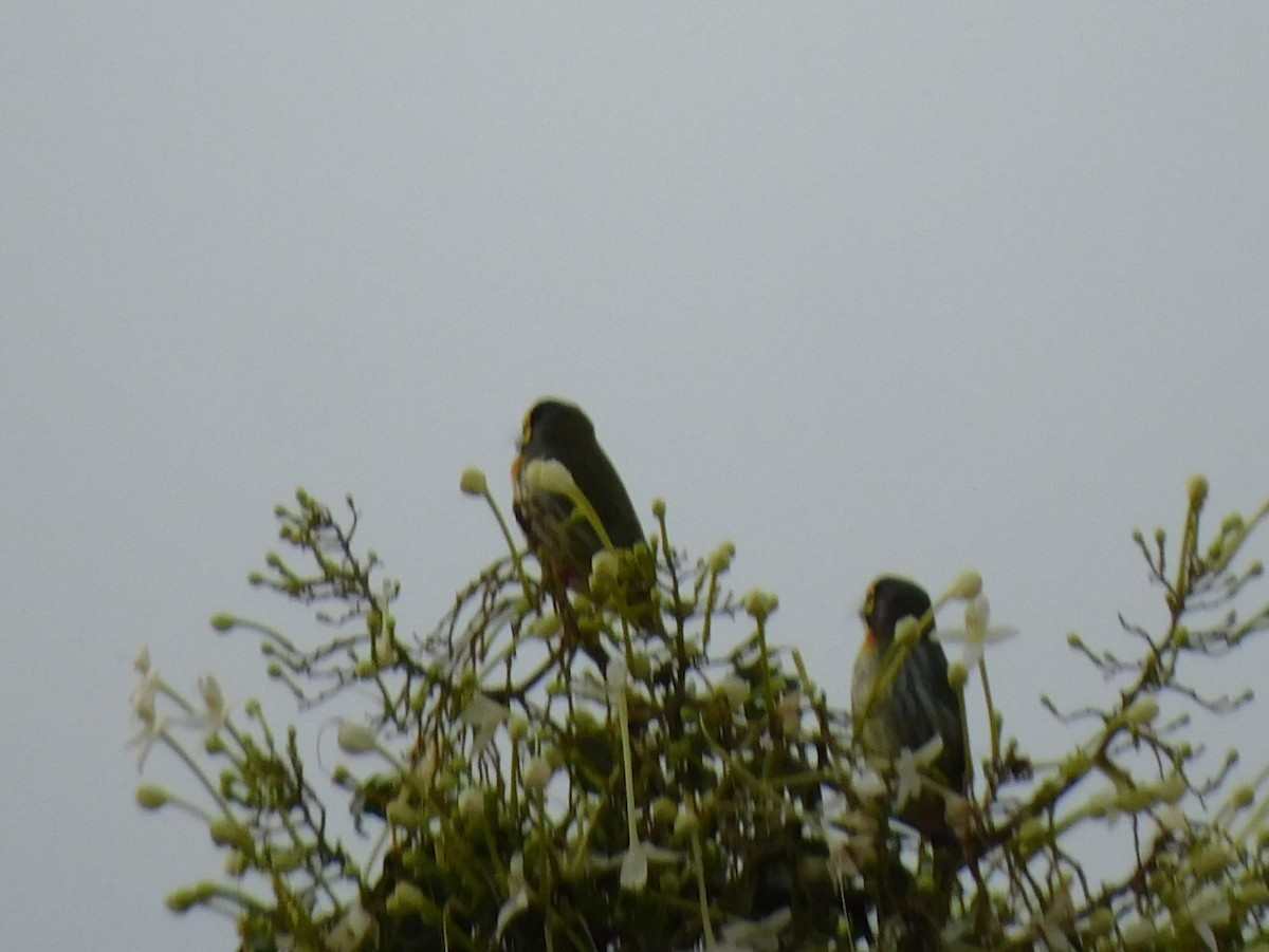 Coppersmith Barbet - ML645637930
