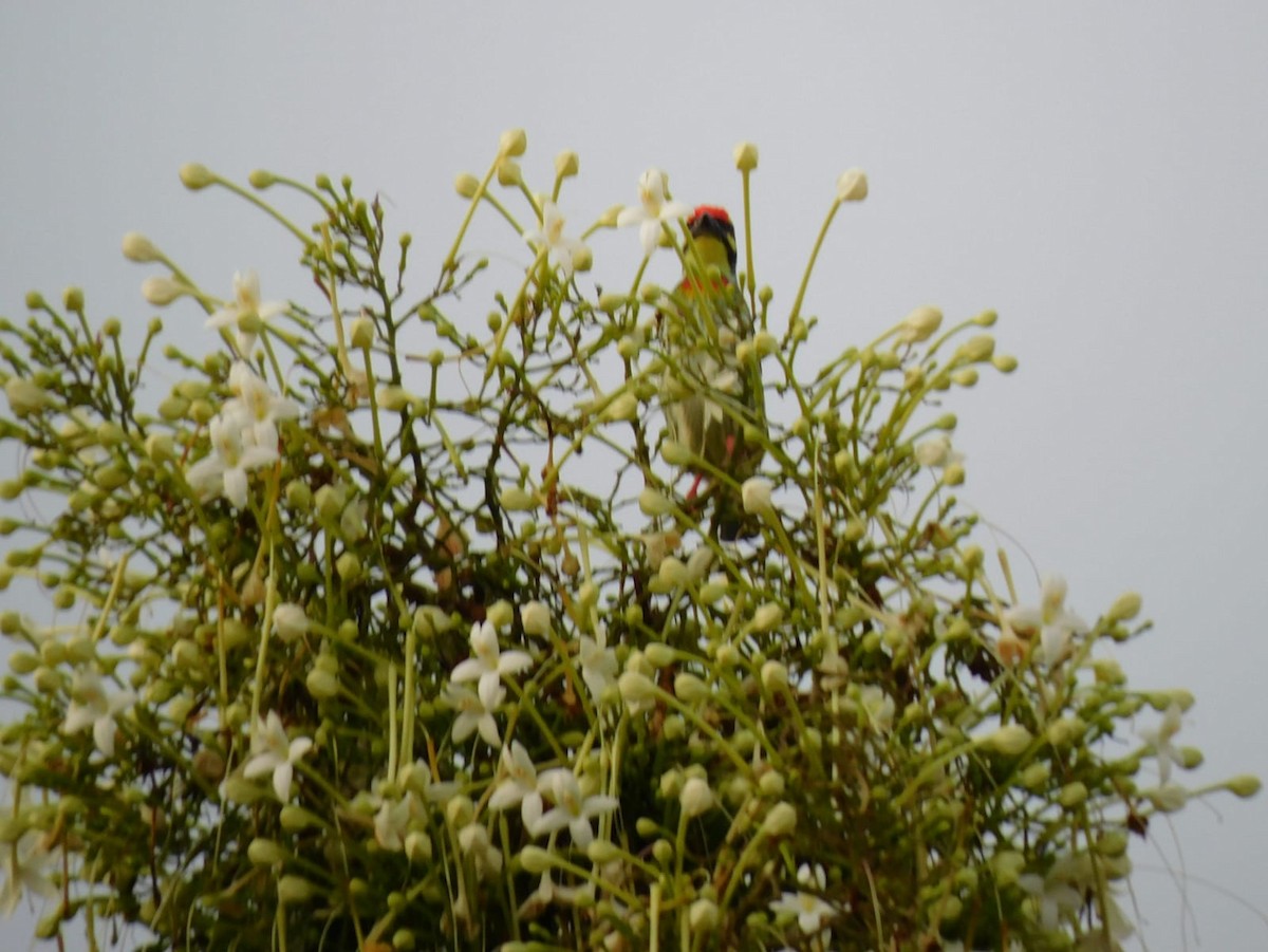 Coppersmith Barbet - ML645637931