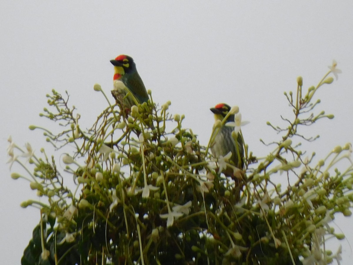 Coppersmith Barbet - ML645637932