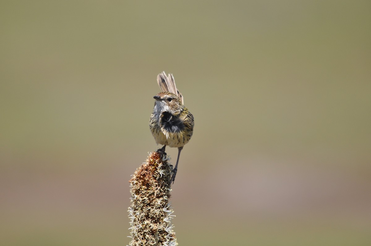 Striated Fieldwren - ML645637933