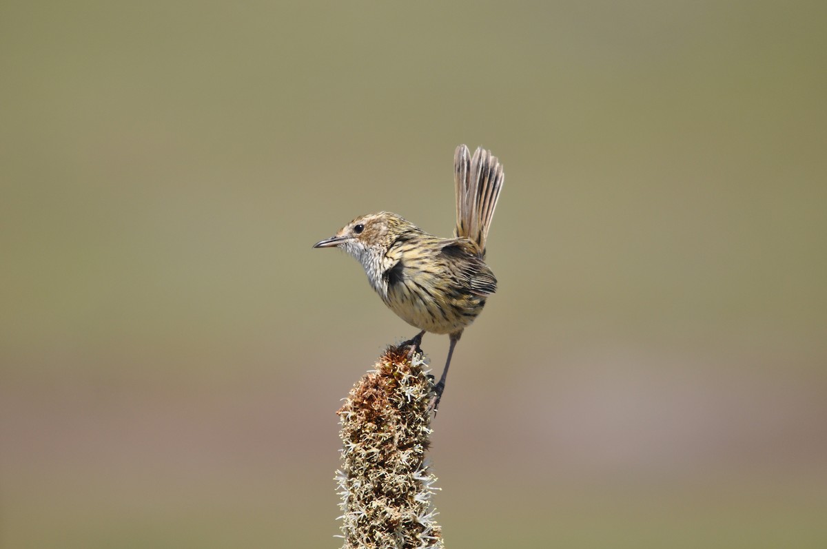 Striated Fieldwren - ML645637934