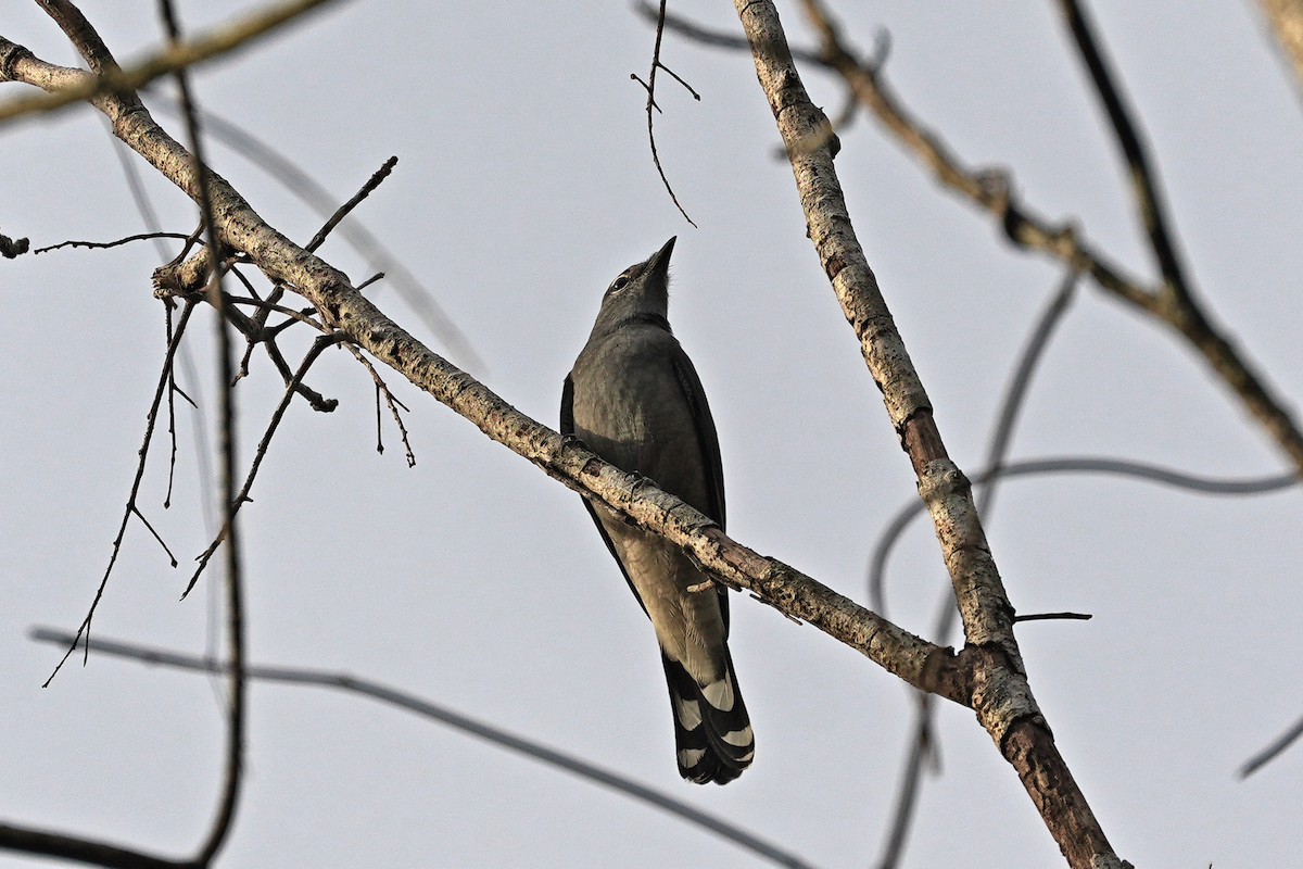 Black-winged Cuckooshrike - ML645637935