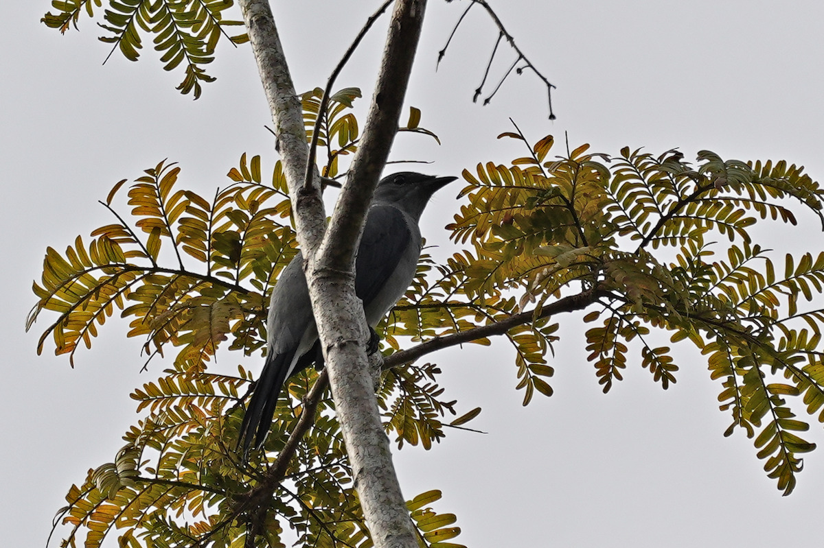 黑翅山椒鳥 - ML645637936