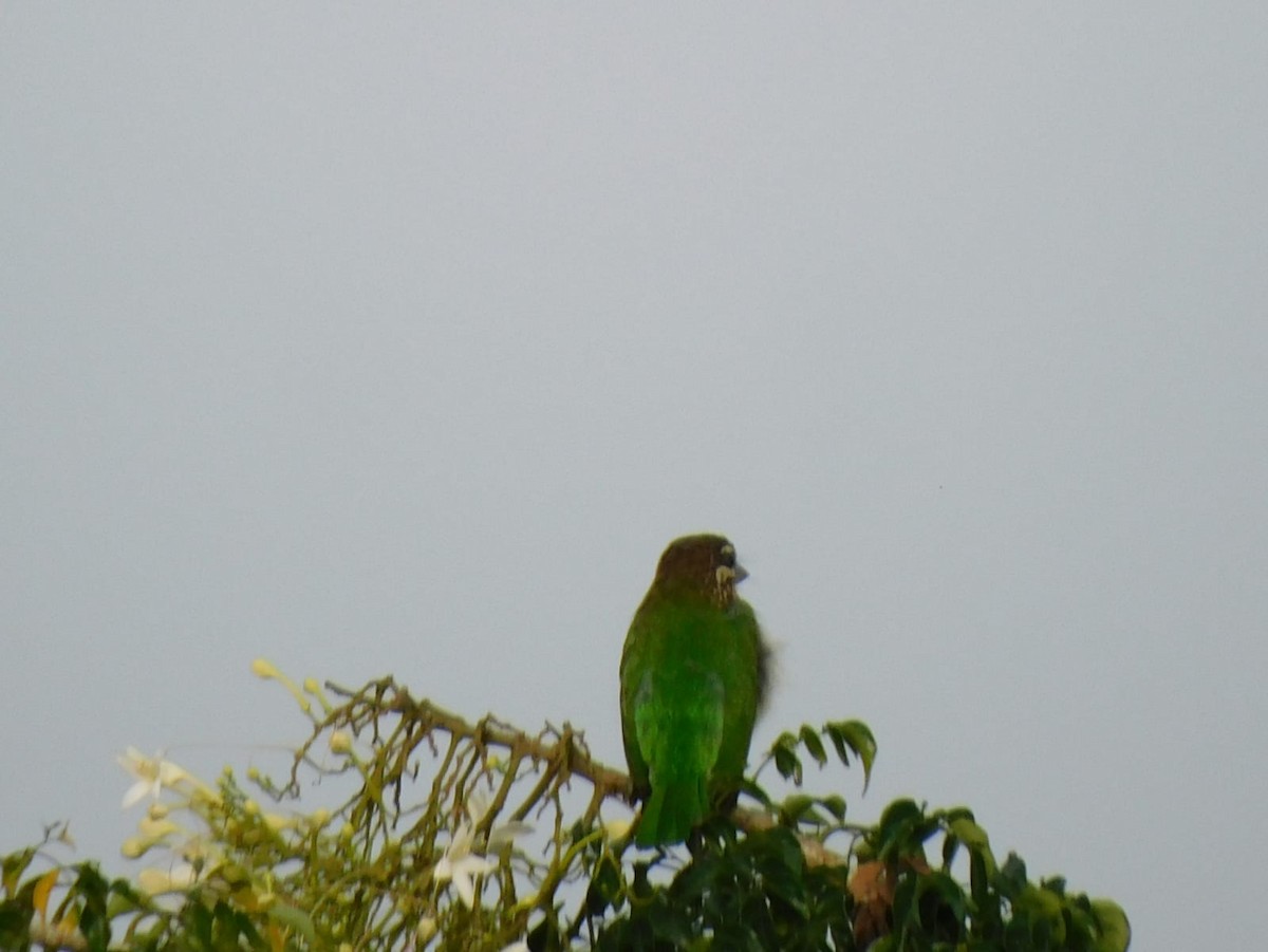 White-cheeked Barbet - ML645637937