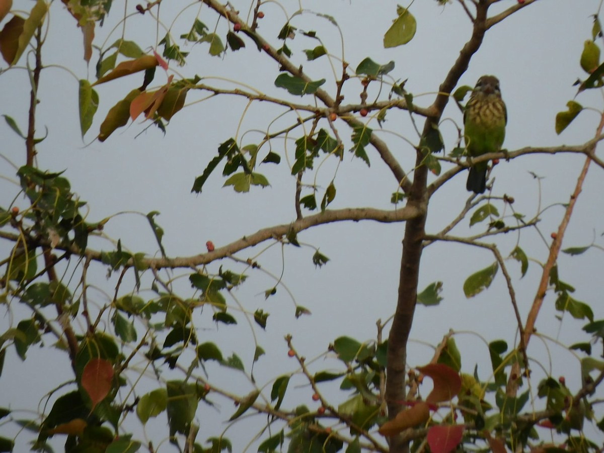 White-cheeked Barbet - ML645637938
