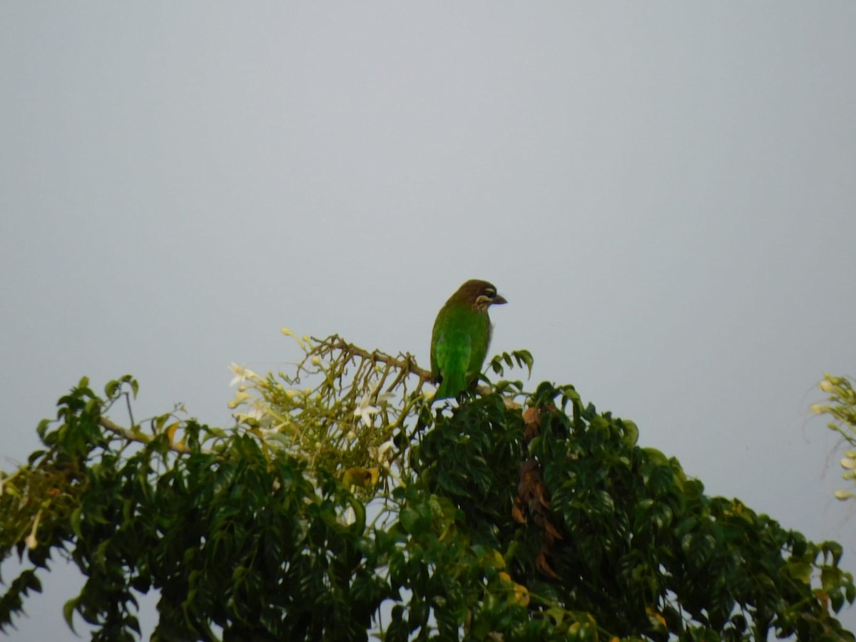 White-cheeked Barbet - ML645637939