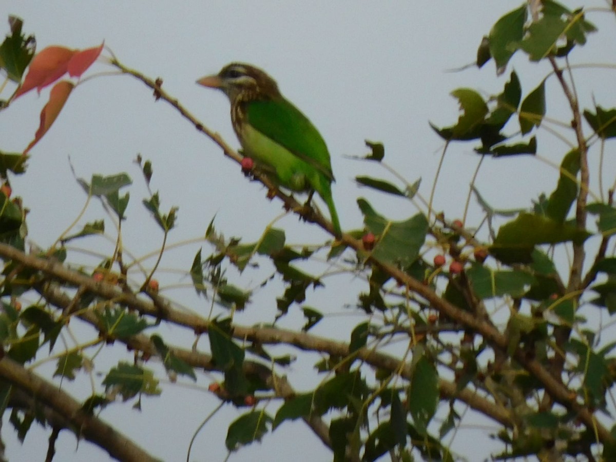 White-cheeked Barbet - ML645637940