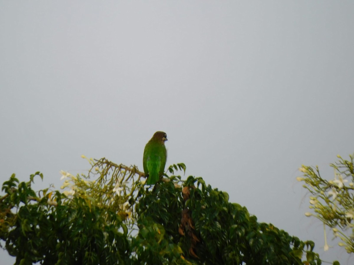 White-cheeked Barbet - ML645637941