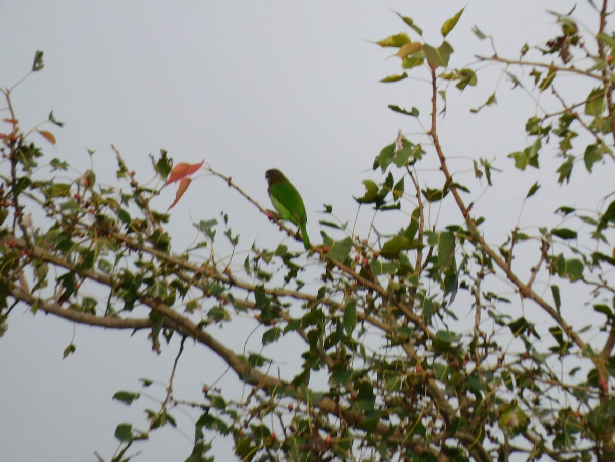 White-cheeked Barbet - ML645637942