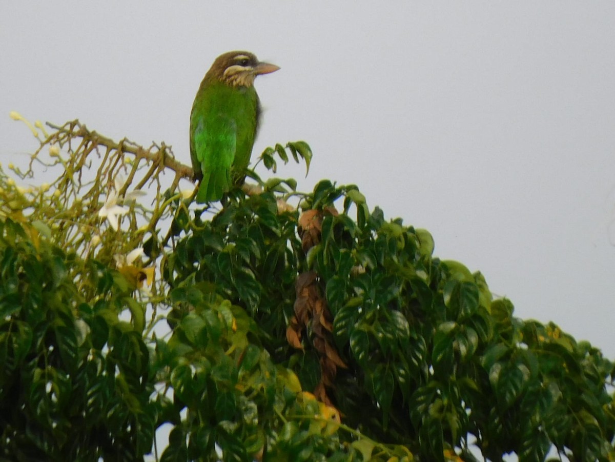 White-cheeked Barbet - ML645637943