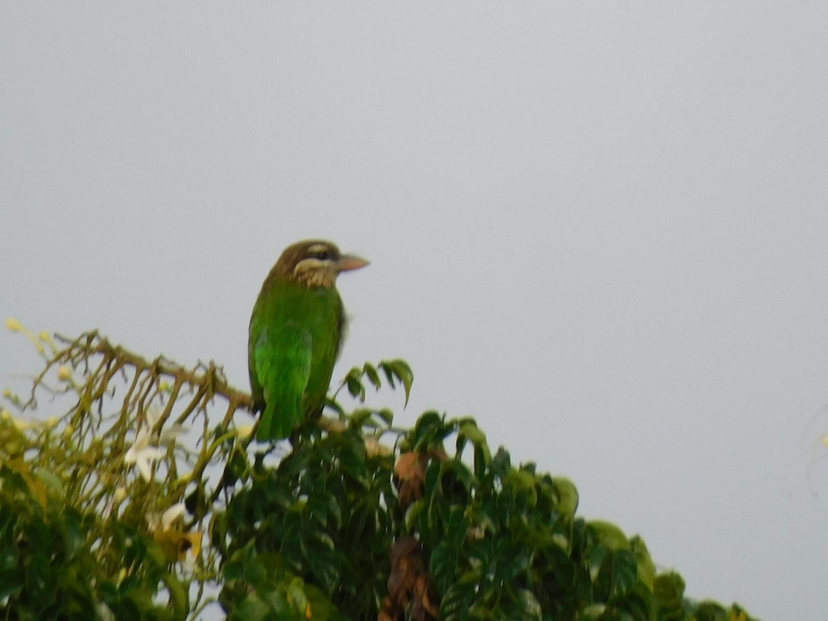 White-cheeked Barbet - ML645637944