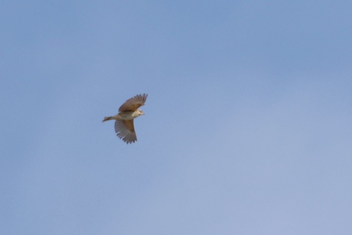 Rose-breasted Grosbeak - ML645637945