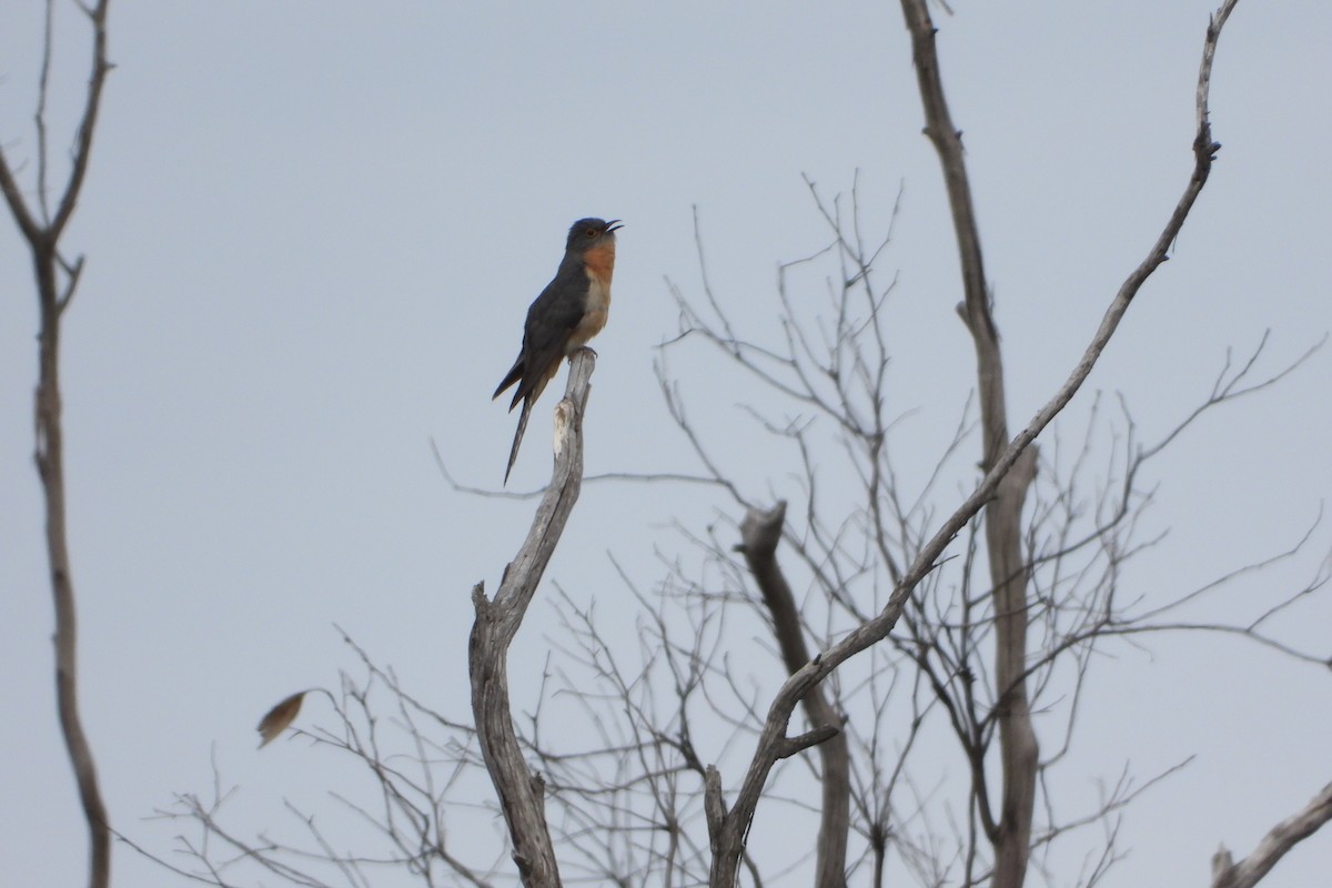 Fan-tailed Cuckoo - ML645637946