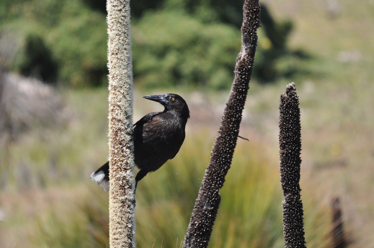 Gray Currawong - ML645637947