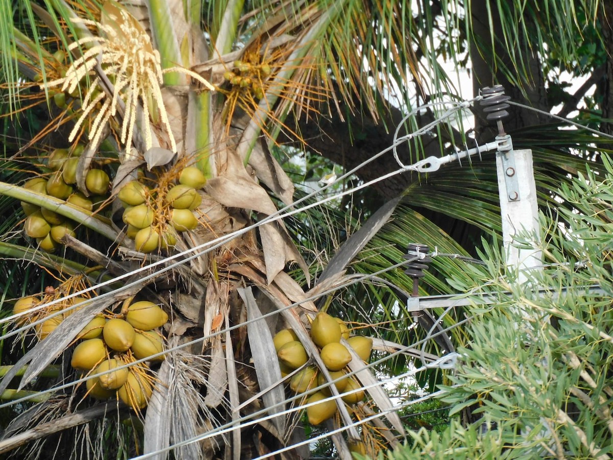 長尾縫葉鶯 - ML645637948