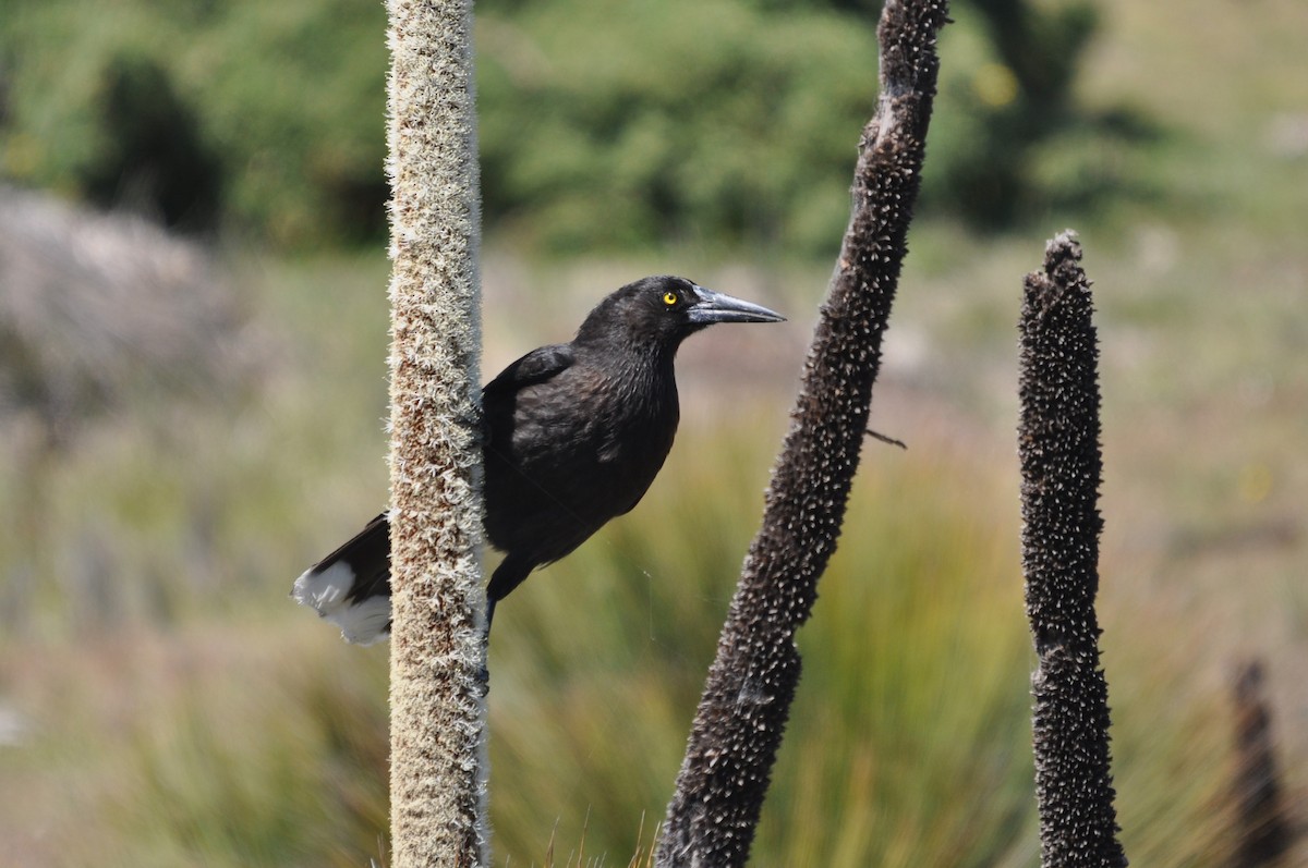 Gray Currawong - ML645637949