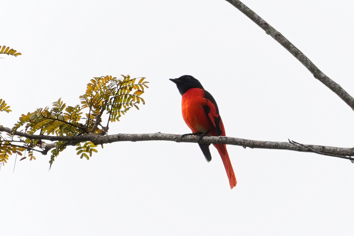 Scarlet Minivet (Scarlet) - ML645637950