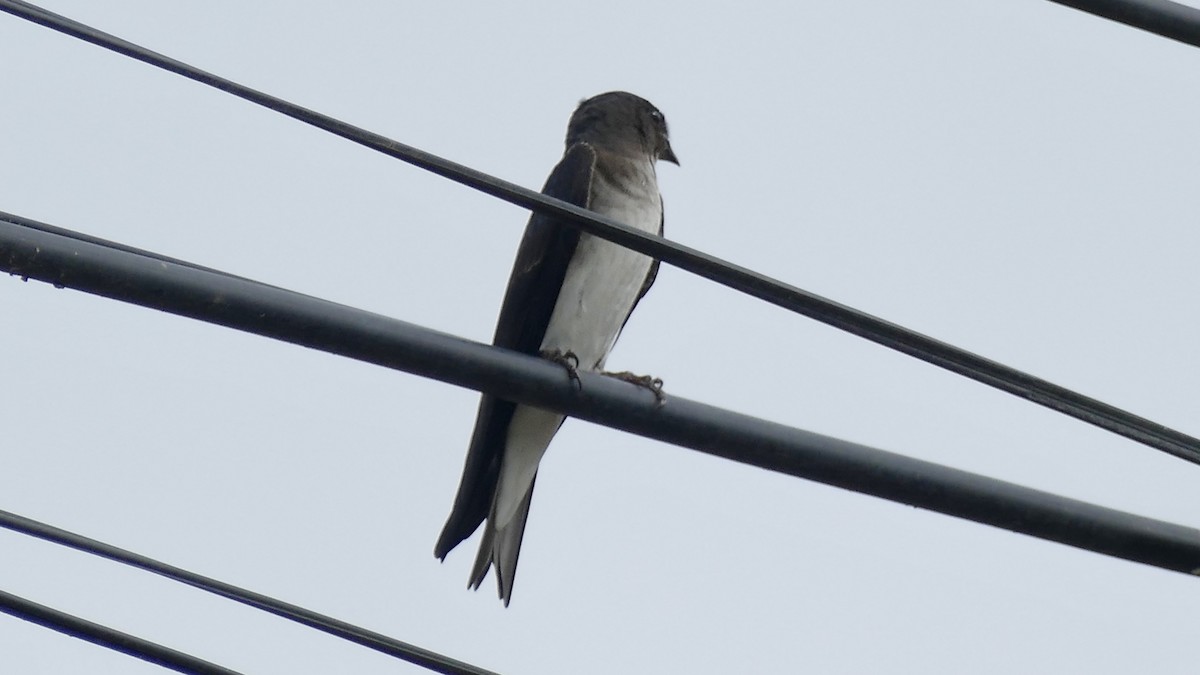Gray-breasted Martin - ML645637951