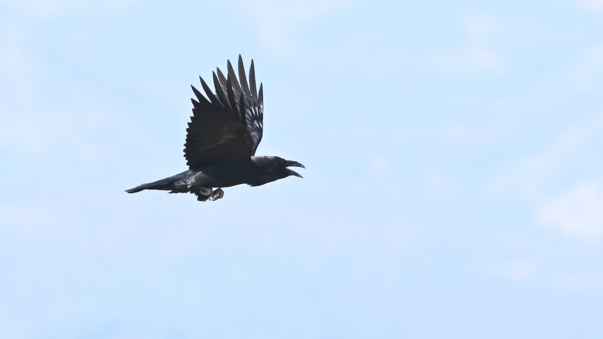 Common Raven - ML645637952